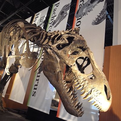 福井県立恐竜博物館 | 勝山城