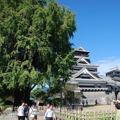 銀杏の木 | 熊本城